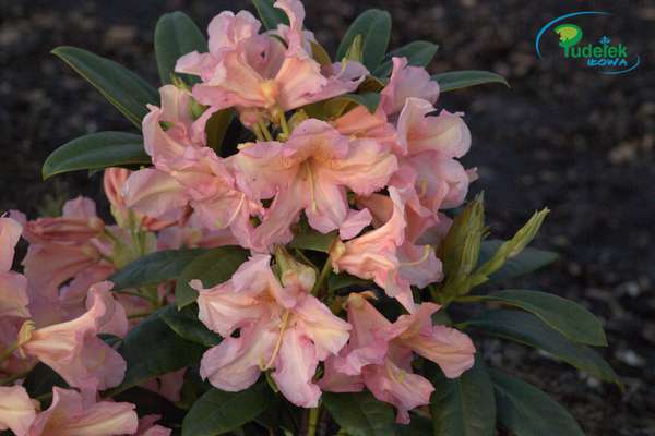 Rhododendron Orangina